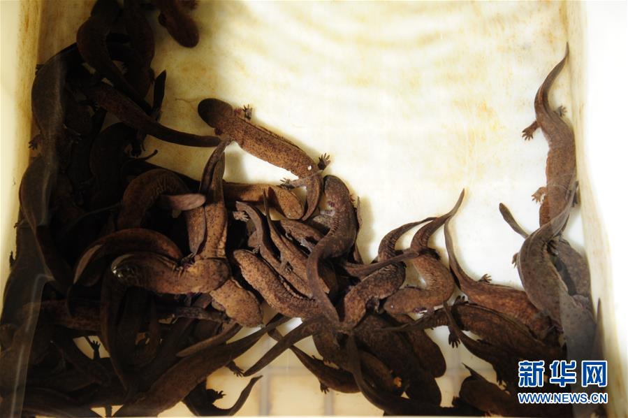 （圖文互動）（2）研究確認張家界境內3個大鯢遺傳分支