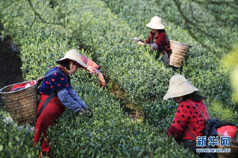 （社會）（2）春茶采摘正當時