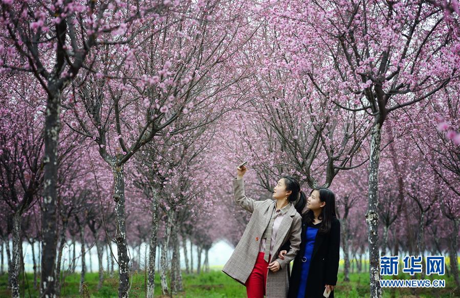 （春季美麗生態(tài)）（1）美人梅開賞花來