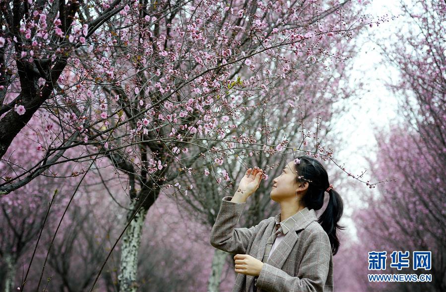 （春季美麗生態(tài)）（4）美人梅開賞花來