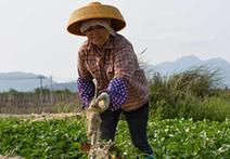 （經濟）（2）海南萬寧：春分農事忙
