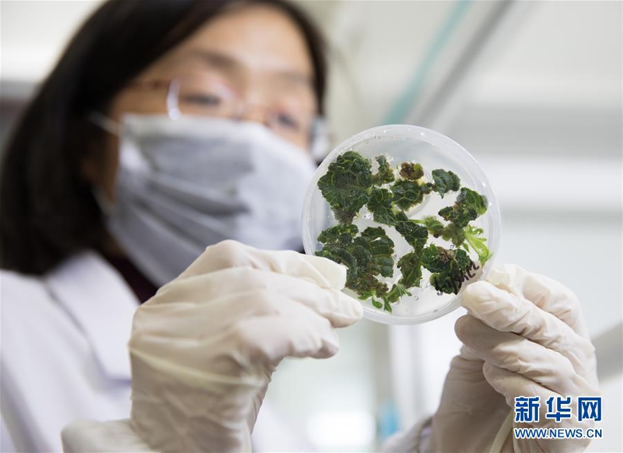 （科技）（2）探訪國家獼猴桃種質資源圃