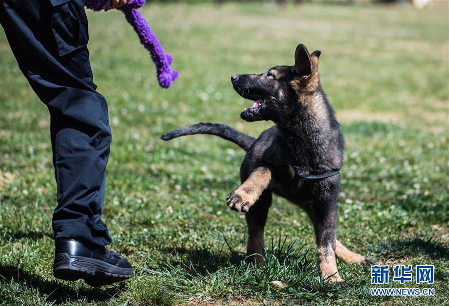 （社會）（1）全國首只克隆警犬正式“入學”