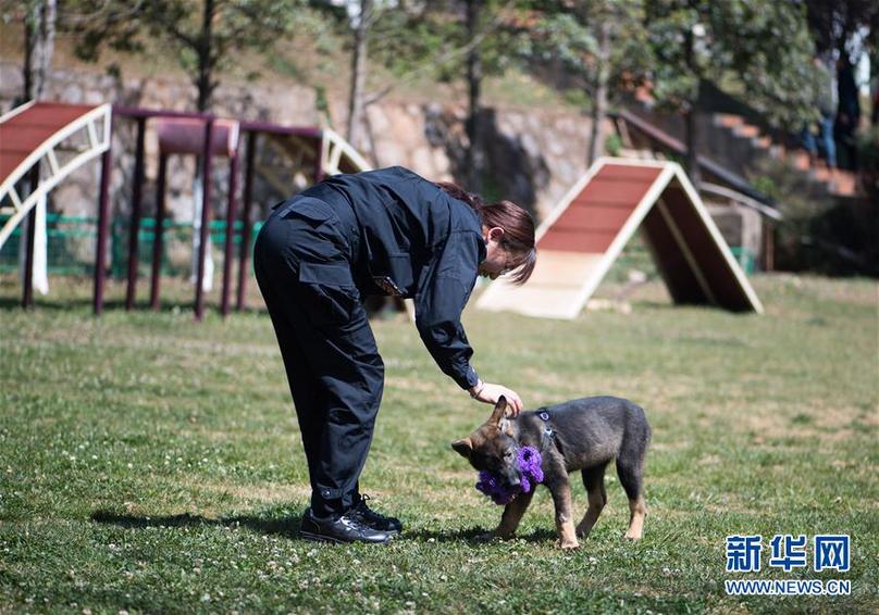 （社會）（3）全國首只克隆警犬正式“入學”
