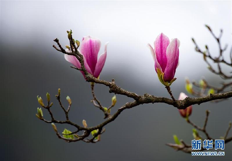 （春季美麗生態）（3）上海：千花百卉爭明媚