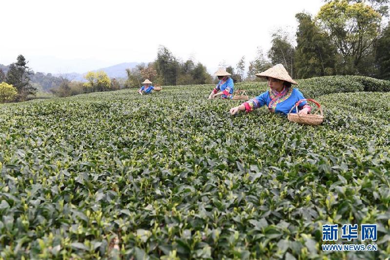 （社會）（1）福鼎茶鄉迎來白茶開茶季