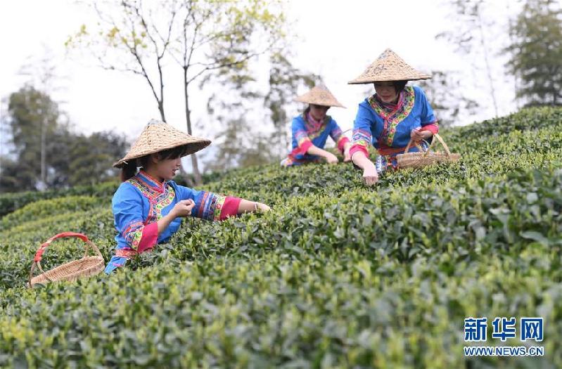 （社會）（4）福鼎茶鄉迎來白茶開茶季