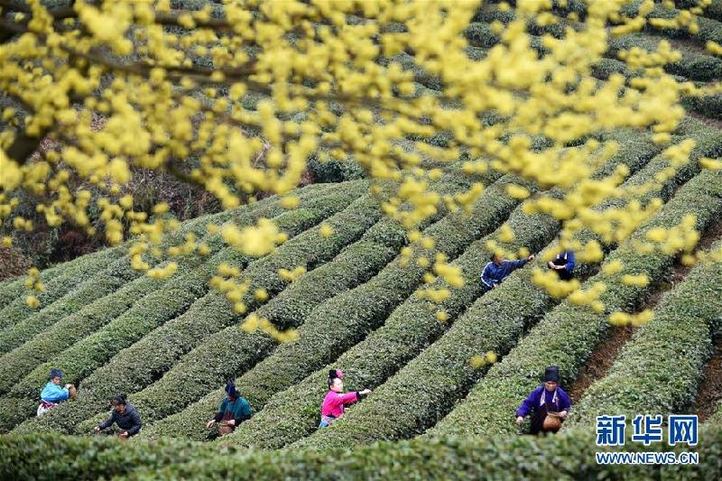 (鏡觀中國·新華社國內新聞照片一周精選)(8)花下春茶正采時