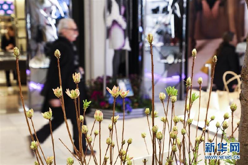 （國際）（6）紐約：花“開”梅西百貨