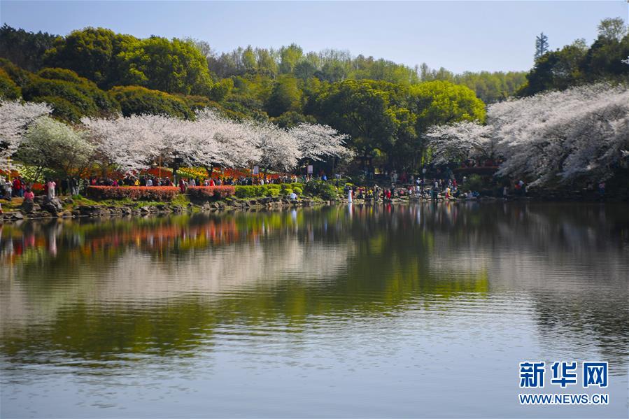 （環(huán)境）（2）春日櫻滿園