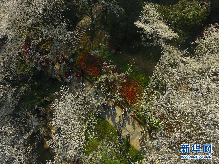 （環境）（3）春日櫻滿園