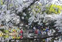 （環境）（1）春日櫻滿園