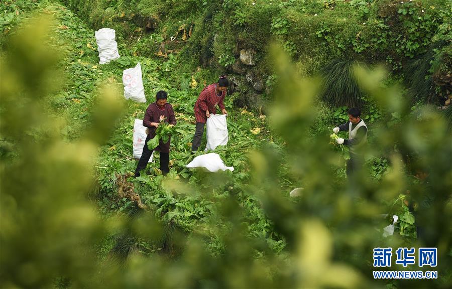 (圖片故事)(2)涪陵榨菜:舌尖上的“國民下飯菜”