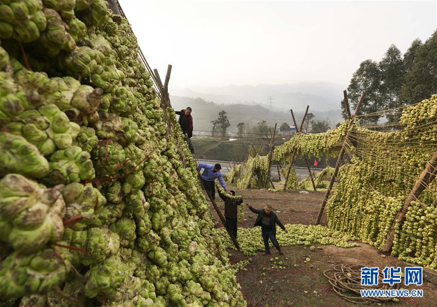 (圖片故事)(5)涪陵榨菜:舌尖上的“國民下飯菜”