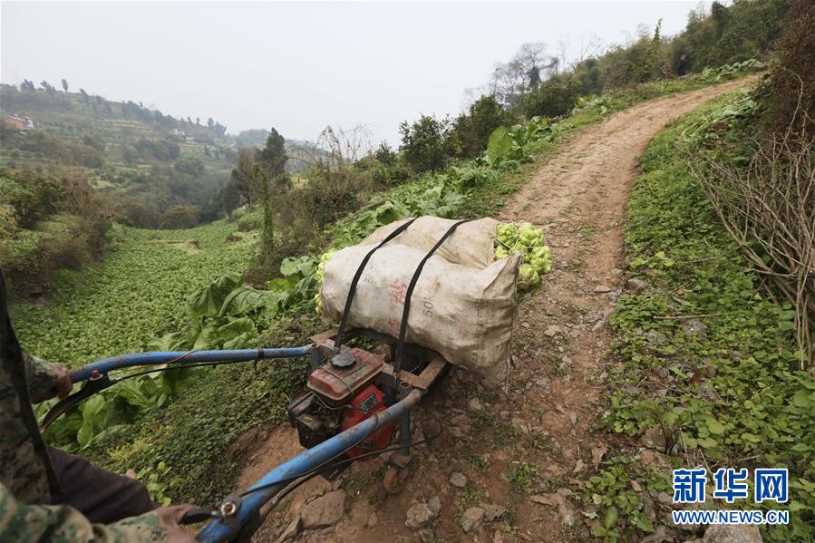 (圖片故事)(7)涪陵榨菜:舌尖上的“國民下飯菜”