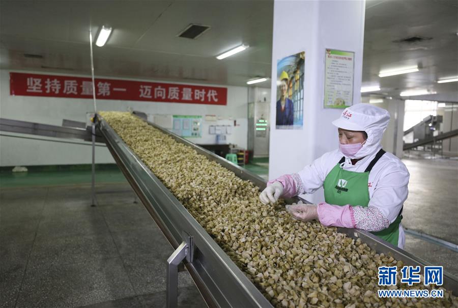 (圖片故事)(15)涪陵榨菜:舌尖上的“國民下飯菜”