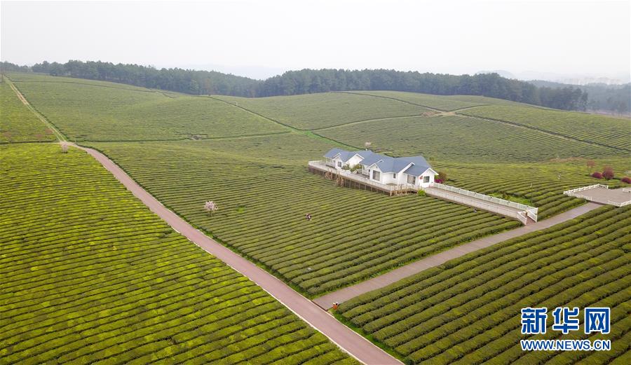 (春季美麗生態)(2)茶園春色美