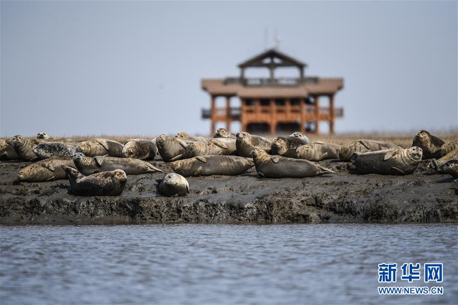 （環境）（5）斑海豹洄游棲息遼河入海口