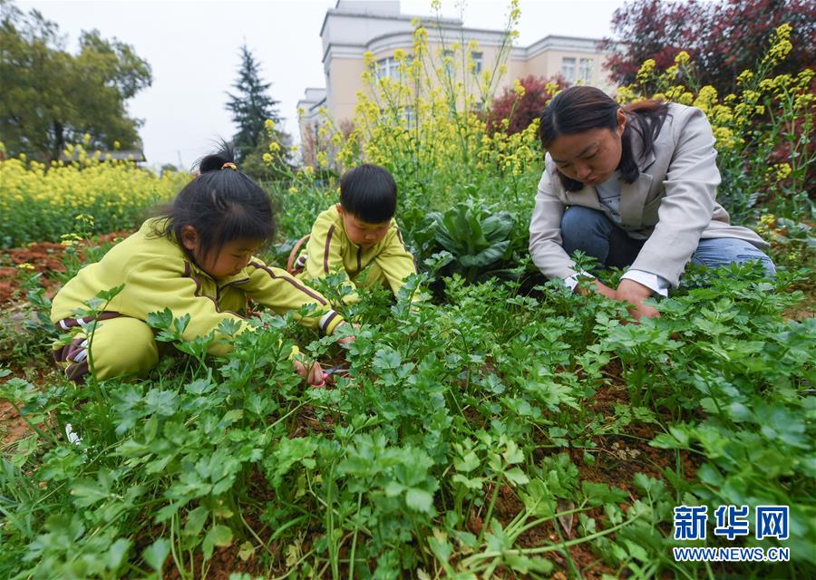(教育)(6)幼兒園里的“田園餐桌”