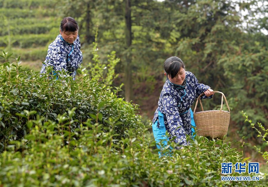 （經濟）（1）江西南昌：春茶開采