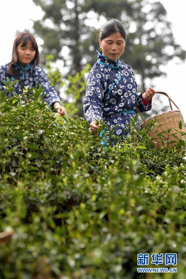（經濟）（2）江西南昌：春茶開采