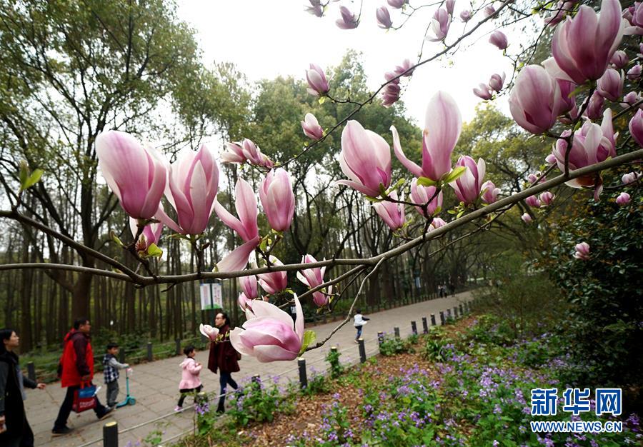 （環境）（2）上海舉行都市森林百花展