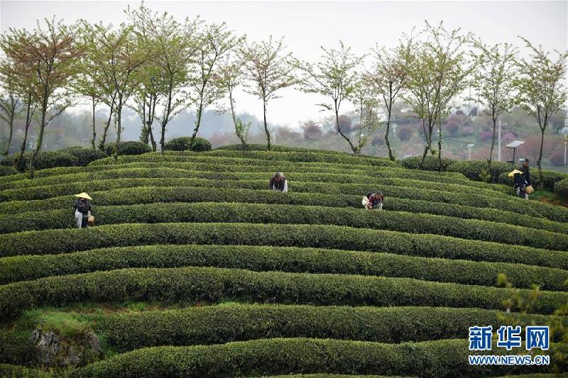 （社會）（1）貴州余慶：搶采“明前茶”