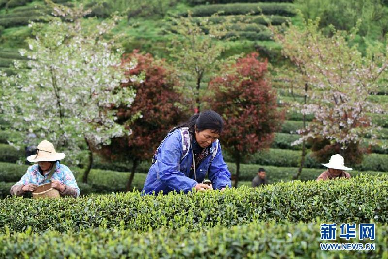 （社會）（2）貴州余慶：搶采“明前茶”