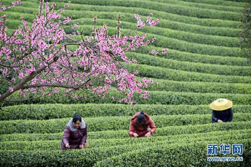 （社會）（3）貴州余慶：搶采“明前茶”