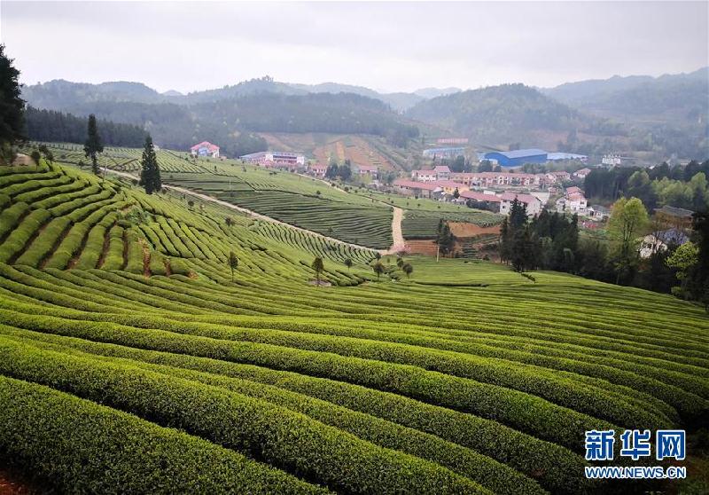 （社會）（4）貴州余慶：搶采“明前茶”