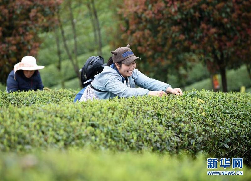 （社會）（5）貴州余慶：搶采“明前茶”