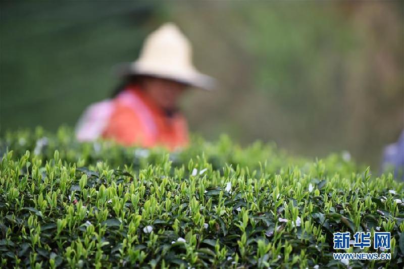 （社會）（6）貴州余慶：搶采“明前茶”