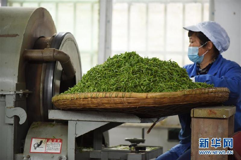 （社會）（7）貴州余慶：搶采“明前茶”