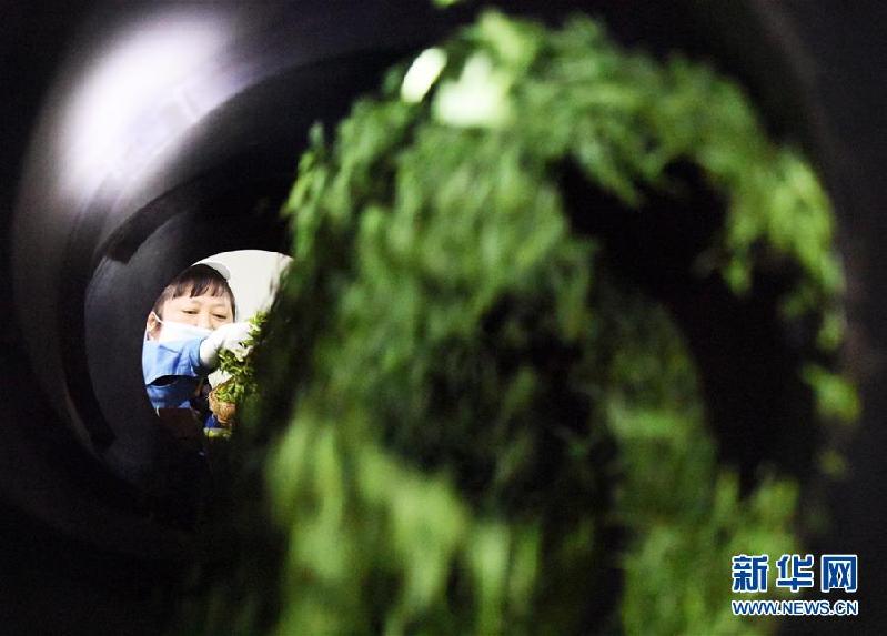 （社會）（8）貴州余慶：搶采“明前茶”