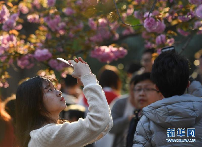 (春季美麗生態)(4)櫻花爛漫 游人如織