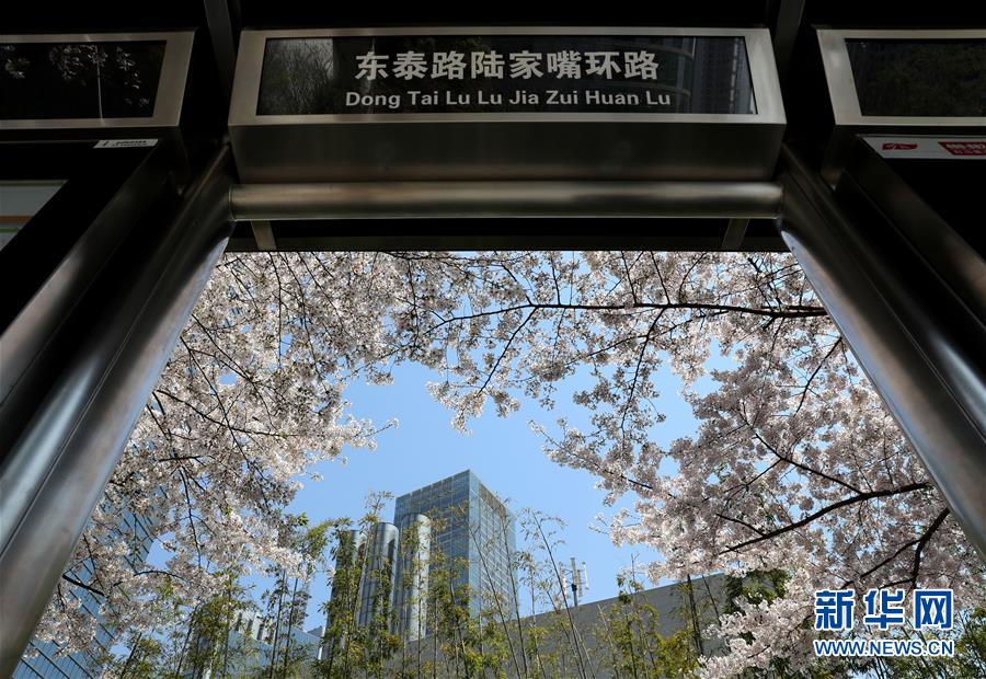 （環境）（5）上海陸家嘴：櫻花爛漫春光好