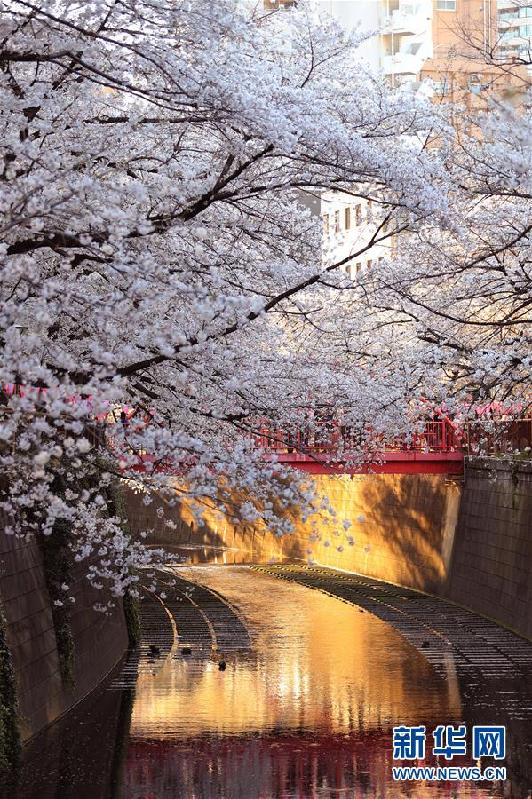 (國(guó)際)(2)東京目黑川兩岸櫻花盛開(kāi)