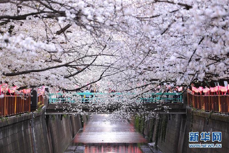 (國(guó)際)(3)東京目黑川兩岸櫻花盛開(kāi)