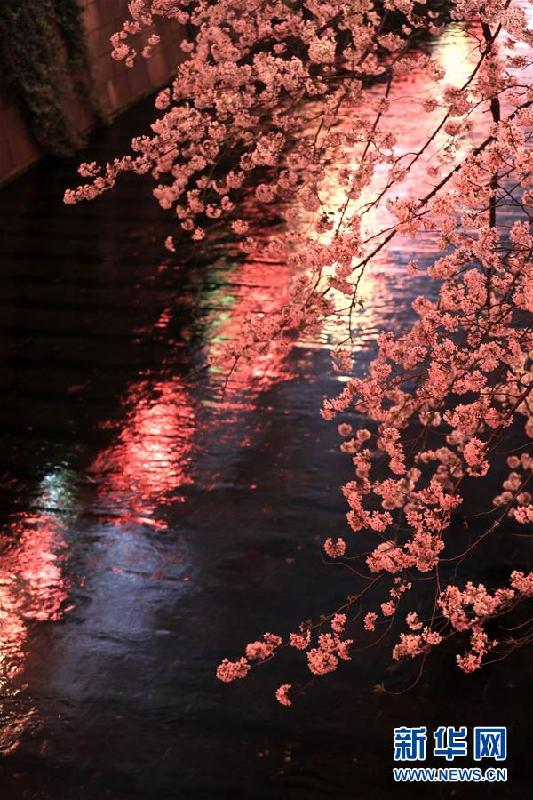 (國(guó)際)(4)東京目黑川兩岸櫻花盛開(kāi)