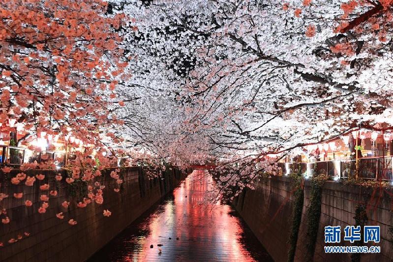 (國(guó)際)(5)東京目黑川兩岸櫻花盛開(kāi)