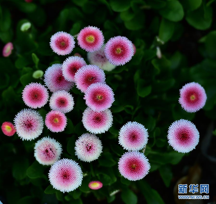 (國際·編輯連線)(4)繁花的世界