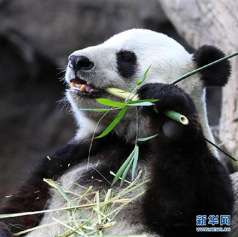 (國際)(9)一座美國城市與兩只大熊貓的告別