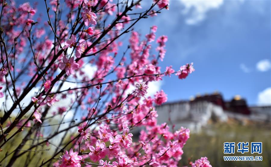 （環(huán)境）（2）春花映布宮