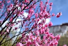 （環境）（2）春花映布宮