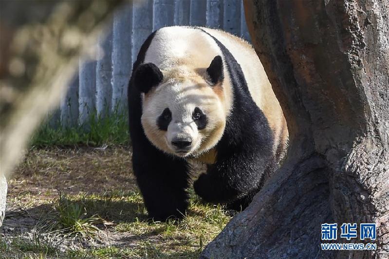 （國際）（2）丹麥女王為哥本哈根動物園熊貓館揭幕