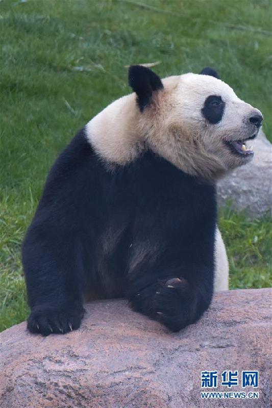 （國際）（3）丹麥女王為哥本哈根動物園熊貓館揭幕