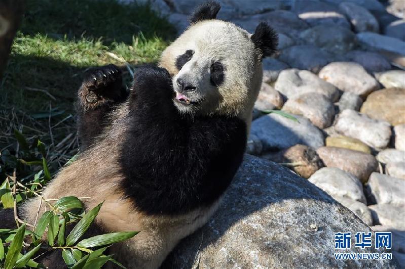 (國際)(4)丹麥女王為哥本哈根動物園熊貓館揭幕