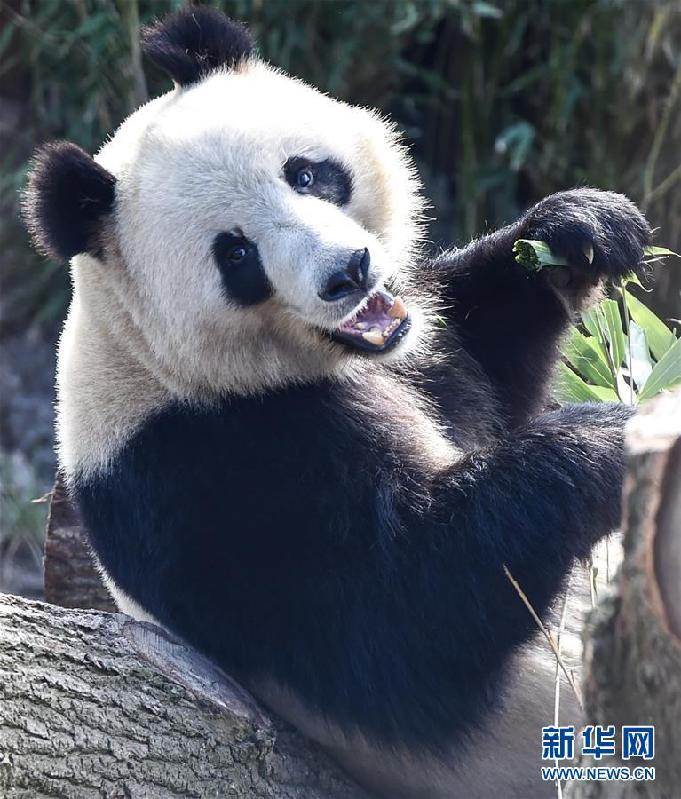 (國際)(5)丹麥女王為哥本哈根動物園熊貓館揭幕