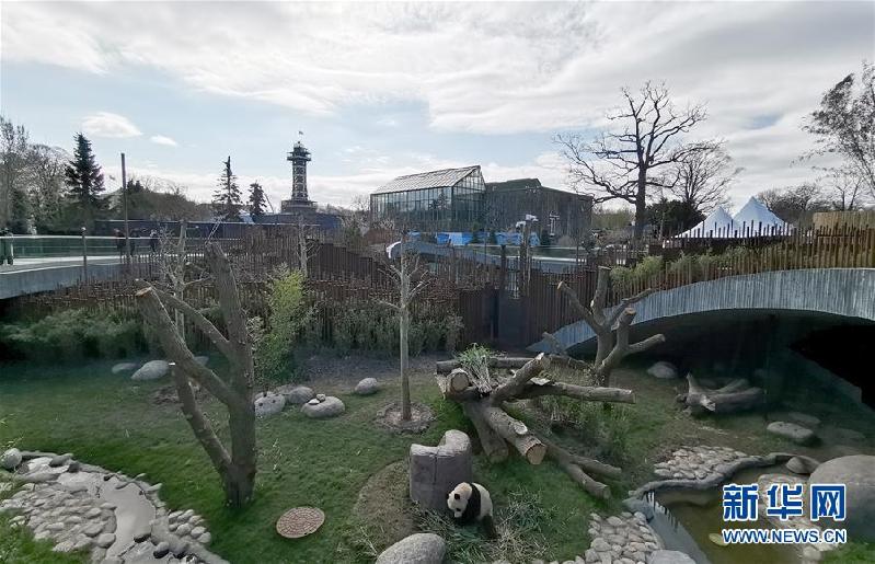 （國際）（7）丹麥女王為哥本哈根動物園熊貓館揭幕