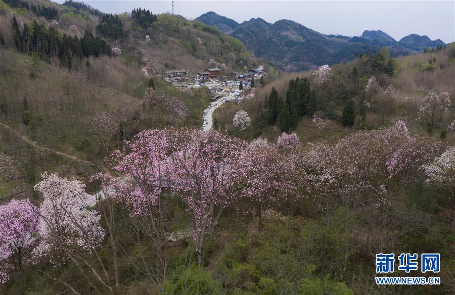 （春季美麗生態）（4）春花爛漫時